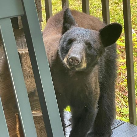 Bears Among Us Villa Gatlinburg Exterior foto