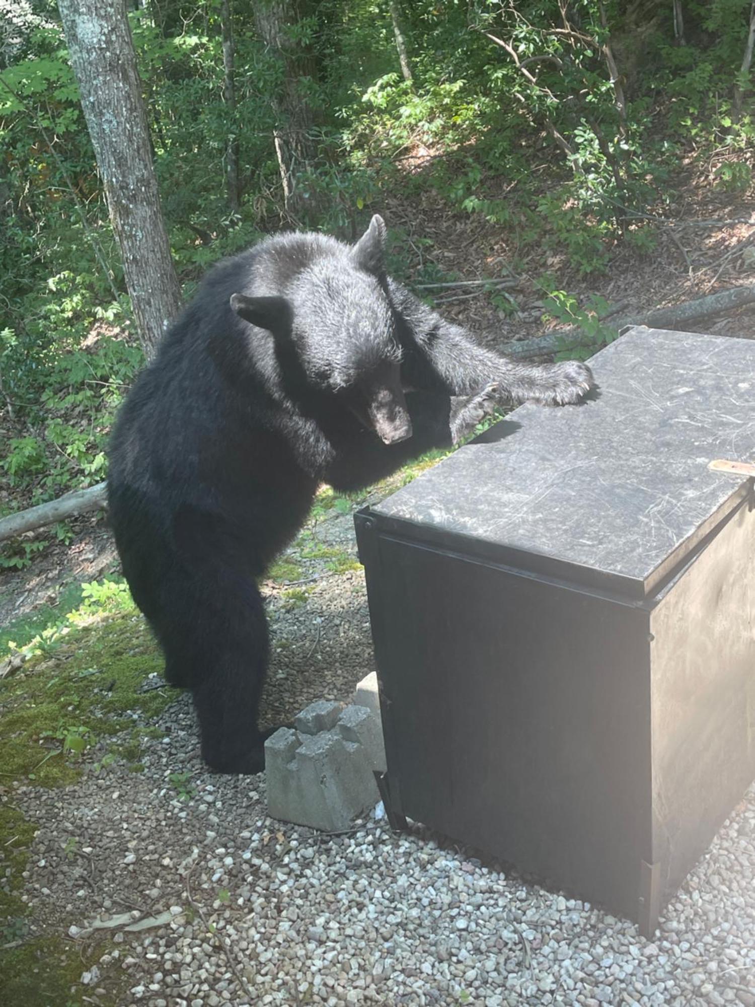 Bears Among Us Villa Gatlinburg Exterior foto