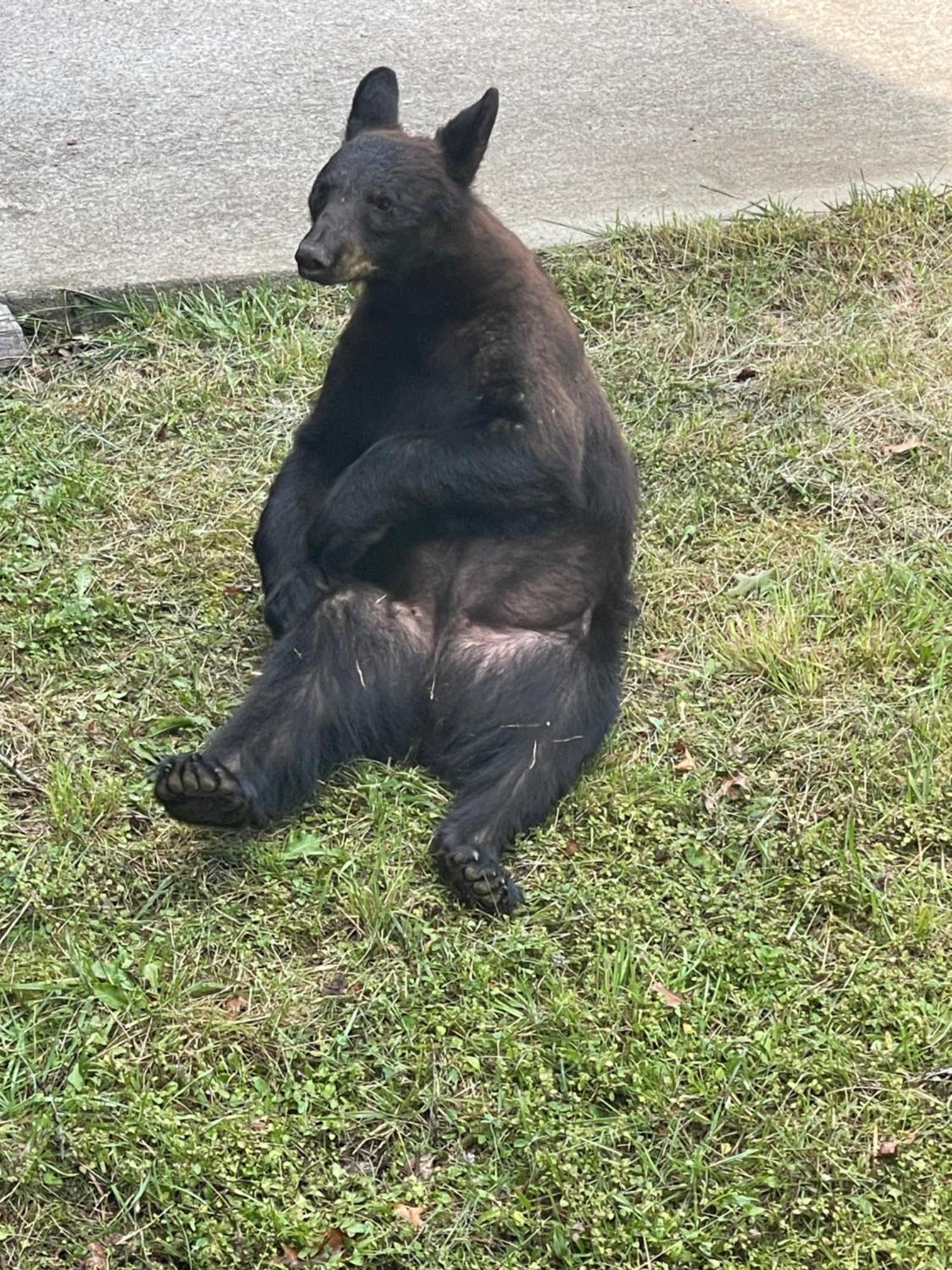 Bears Among Us Villa Gatlinburg Exterior foto