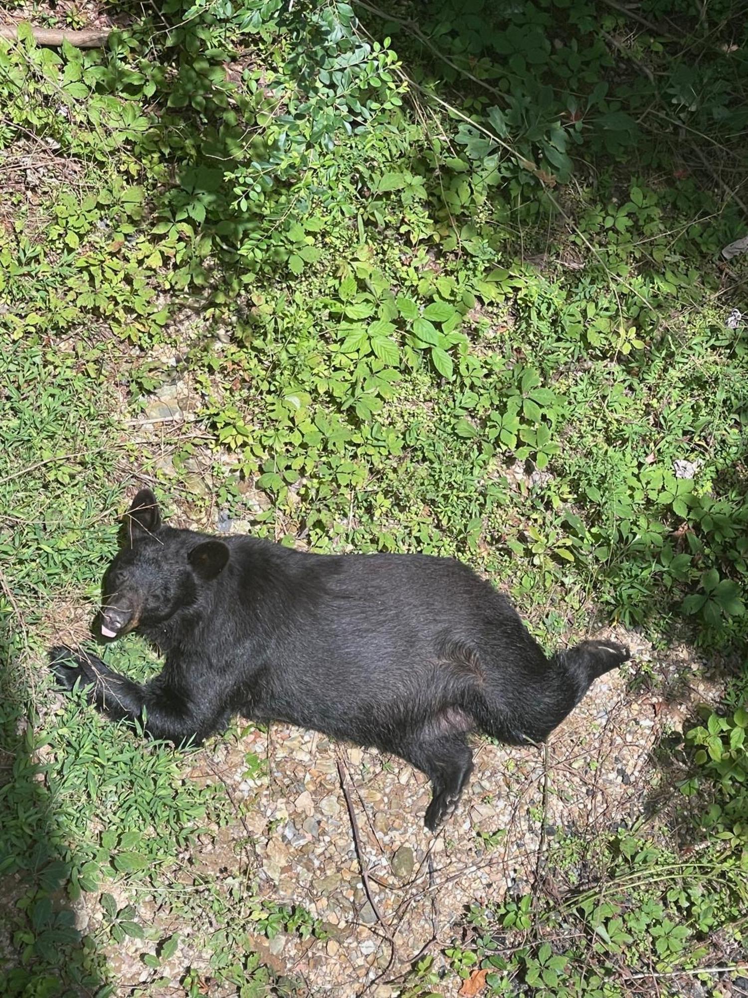 Bears Among Us Villa Gatlinburg Exterior foto